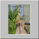 Picus viridis - Gruenspecht w03.jpg